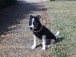 Diablo le jack russell